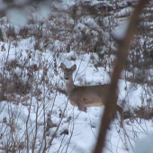 z včerajšej prechádzky