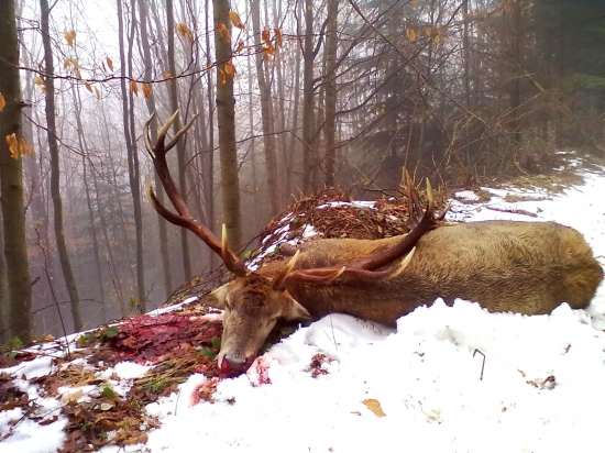 aj takéto jelene boli niekedy v slanci