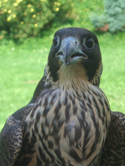 Naša sťahováčka.