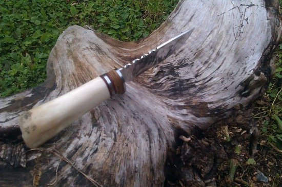 Kolenný kĺb jelenej kosti.