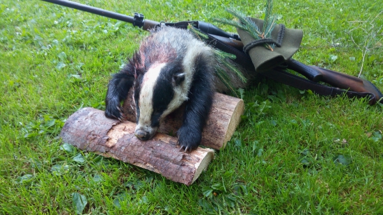 Borsučik medailový znovu lesku zlatého.