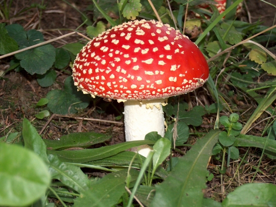 Krása v našej záhrade