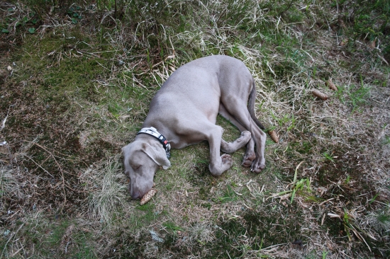 Po riadnej prechádzke