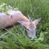 nečakaný úlovok- 2. VT.