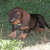Dragan de Zolio ... náš Dagino