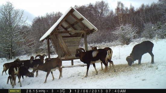 barančoke a ovčoke