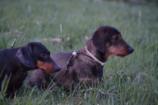 ...vidíš toho srnca...!