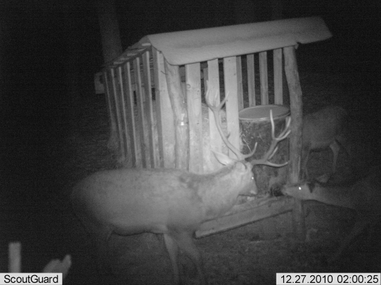 črieda pri krmelci 2