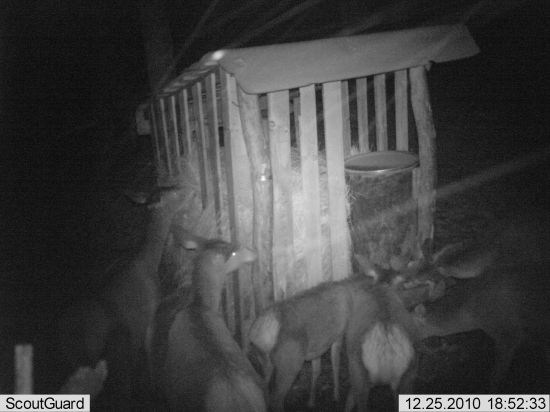 črieda pri krmelci 3