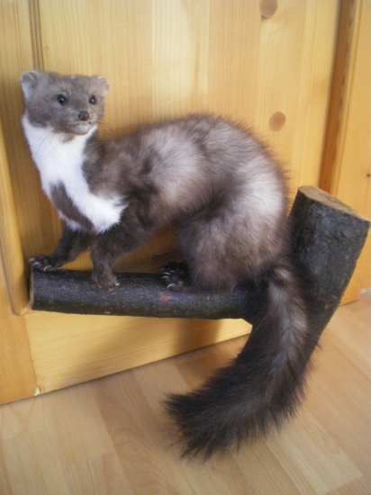 Kuna skalná (Martes Foina)