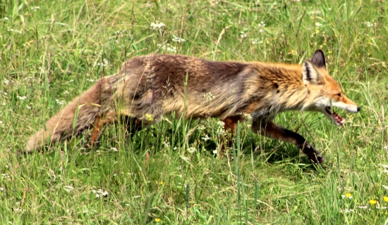 Vulpes vulpes