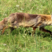 Vulpes vulpes