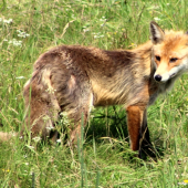 Líška hrdzavá