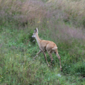 Srna na úteku