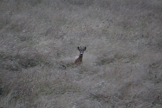 Capreolus capreolus