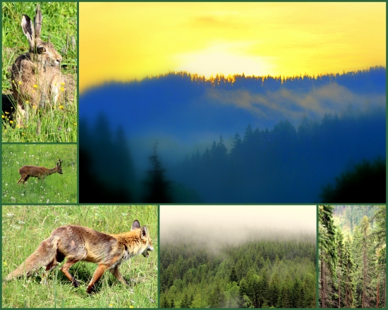 Pozdravujem vás lesy, hory ...