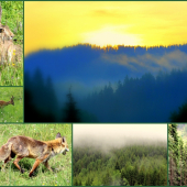 Pozdravujem vás lesy, hory ...