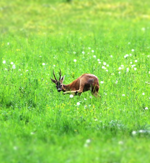 Ktovie či sa ukáže aj tento rok ...