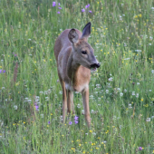 Krásne ráno s kráskou :)