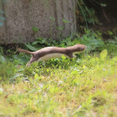Lasica myšožravá (Mustela nivalis)