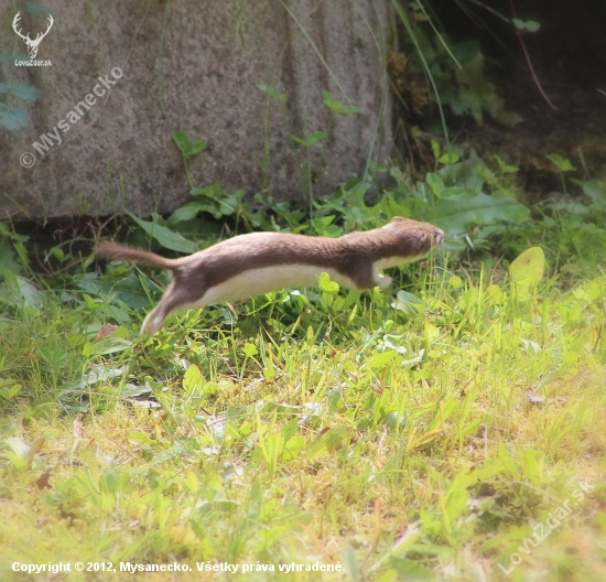 Lasica myšožravá (Mustela nivalis)