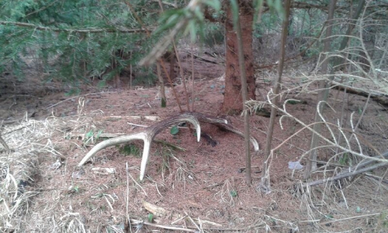 Starší, ale veľmi potešil