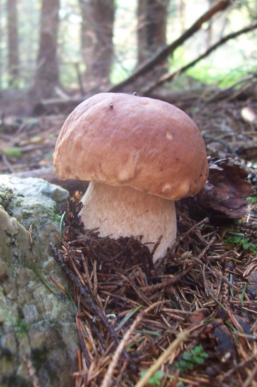 Sám vojak v poli...