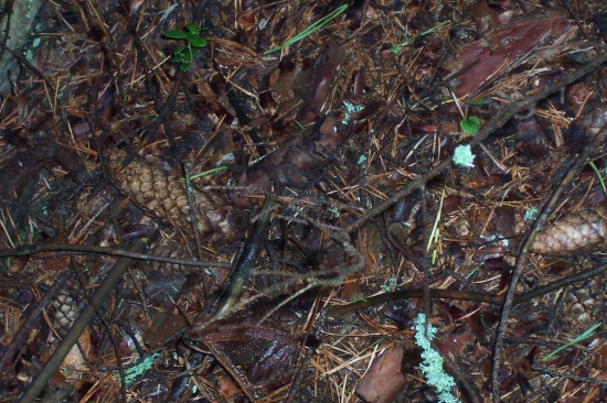 Nájdi žabu alebo dokonala kamuflaz :)