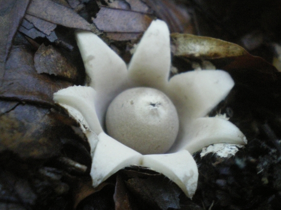 Poradí niekto, čo je toto za huba?