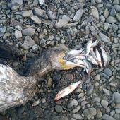 niečo pre ochranárov