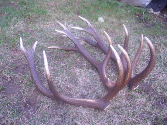 su  to zhody toho isteho jelena 2009,2011?