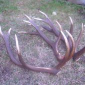 su  to zhody toho isteho jelena 2009,2011?