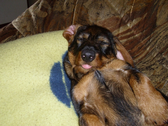 takto spi moj jazvecik