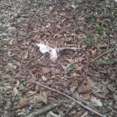 Ked neprší tak aspoň kvapká :)