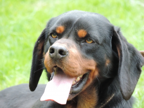 Laky zo Slavošovskej doliny