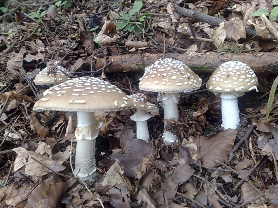 JEDOVATé KAMARáTKY