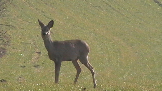 srnča