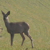 srnča