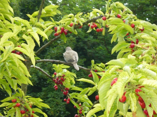 Prichytená na čerešniach