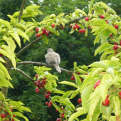 Prichytená na čerešniach