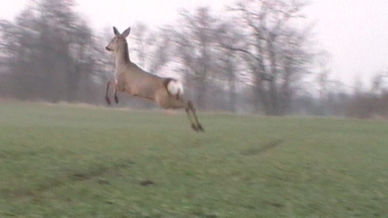 hop