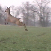 hop