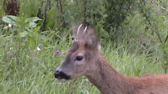 Srnček