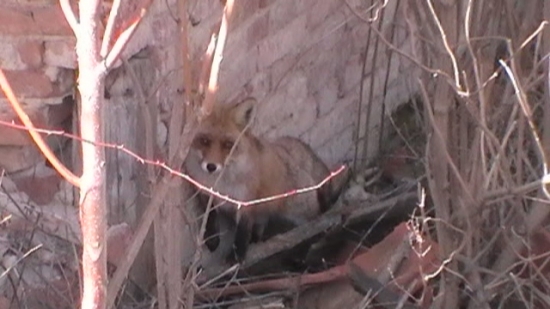 Líška v zrúcanine kaštiela