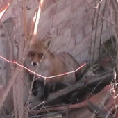 Líška v zrúcanine kaštiela