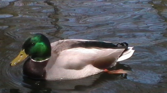 káčer