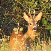 Dalšie stretnutie so známim srncom