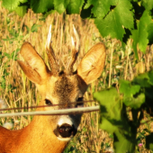 Schovaný vo viniči