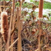 nutria vodna