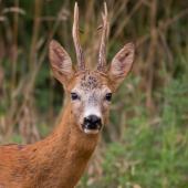 Oklamaný vábničkou.